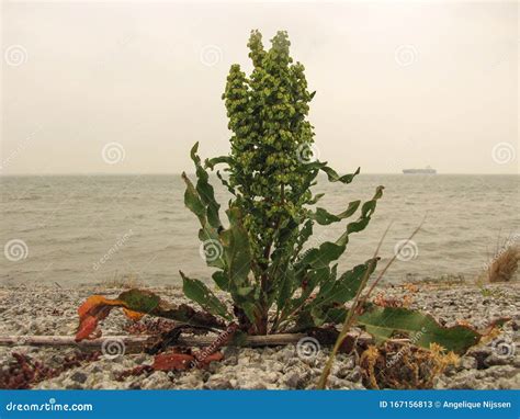 plant sloot nude